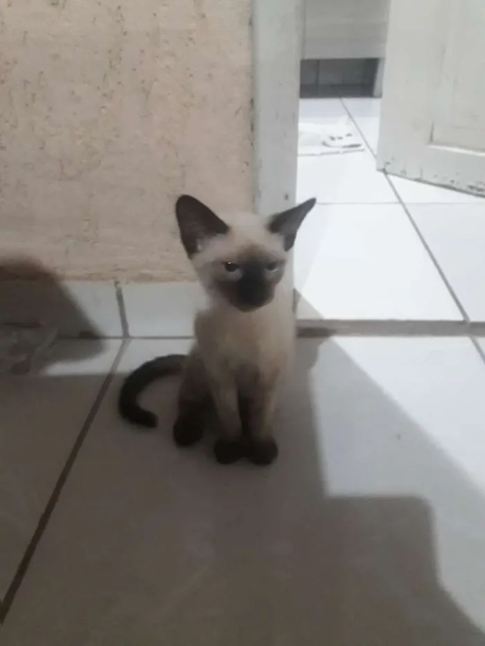 Gato raça  idade  nome Evie