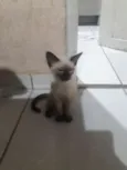 Evie