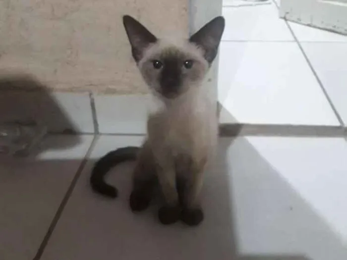Gato raça  idade  nome Evie