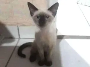 Gato raça  idade  nome Evie