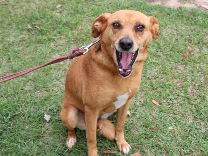 Cachorro ra a SRD idade 6 ou mais anos nome Magnólia