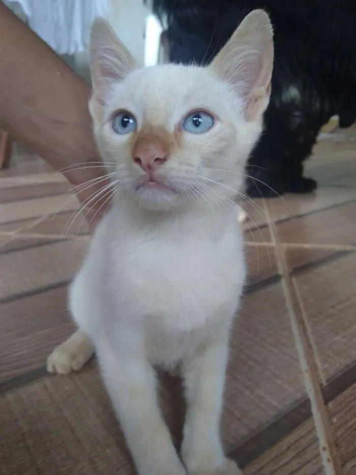 Gato ra a Não sei idade 2 a 6 meses nome Maia,mel e mick 