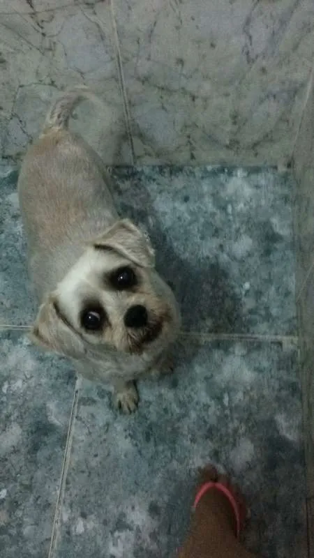 Cachorro raça  idade 5 anos nome CAOZINHO PERDIDO