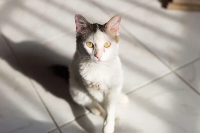 Gato ra a SRD idade 2 anos nome Nino