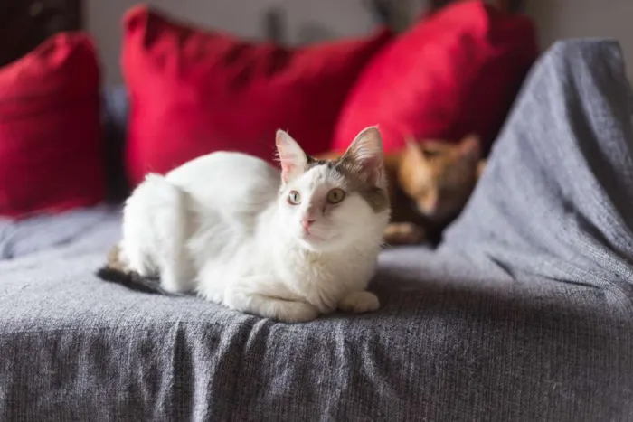Gato ra a SRD idade 2 anos nome Nino