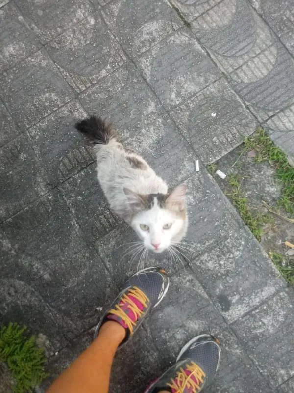 Gato ra a SRD idade 2 anos nome Nino