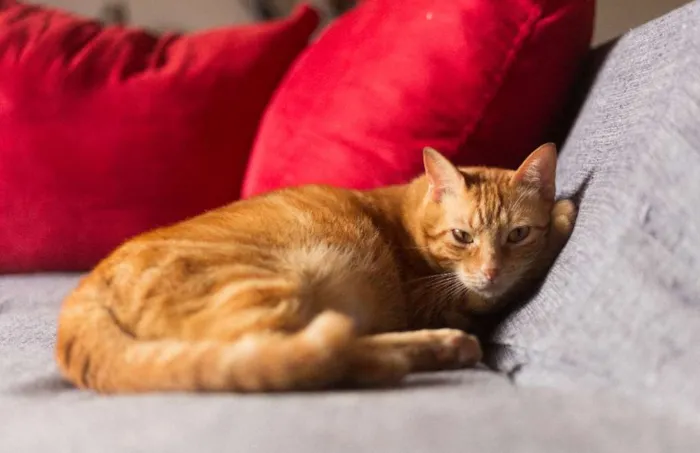 Gato ra a SRD idade 2 anos nome Eros