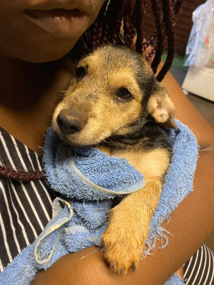 Cachorro ra a Vira-lata idade 2 a 6 meses nome Branquinha