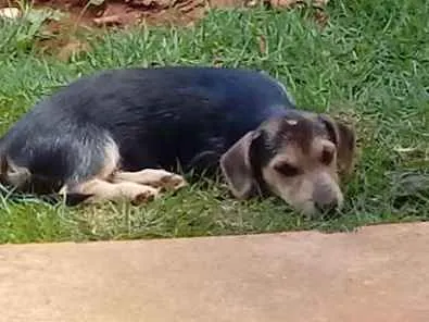 Cachorro ra a Vira-lata idade 2 a 6 meses nome Branquinha