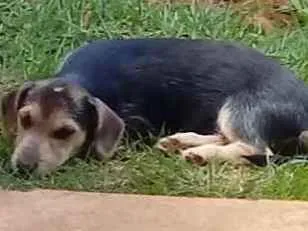 Cachorro ra a Vira-lata idade 2 a 6 meses nome Branquinha