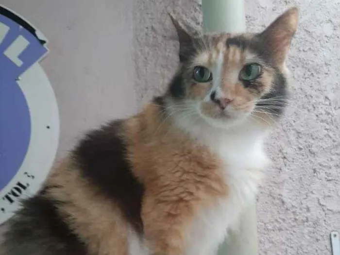 Gato ra a Main coon  idade 1 ano nome Cristal 