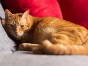 Gato raça SRD idade 2 anos nome Eros