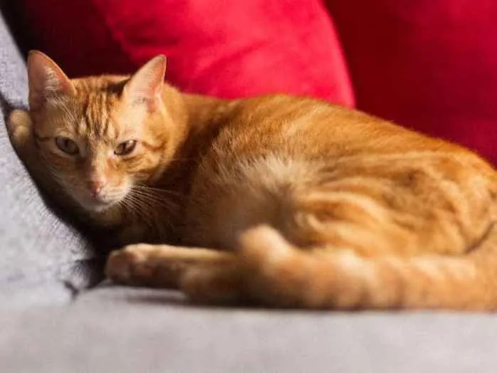 Gato ra a SRD idade 2 anos nome Eros
