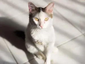 Gato raça SRD idade 2 anos nome Nino