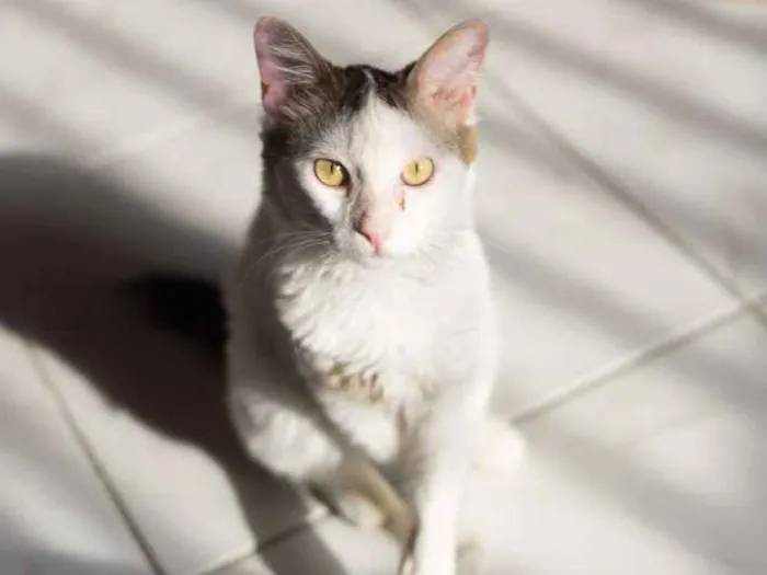 Gato ra a SRD idade 2 anos nome Nino