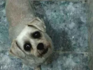 Cachorro raça  idade 5 anos nome CAOZINHO PERDIDO