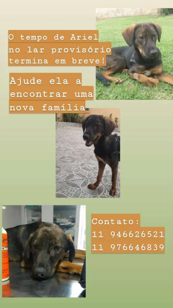 Cachorro ra a Não definida  idade 2 anos nome Ariel
