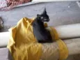 Petinho