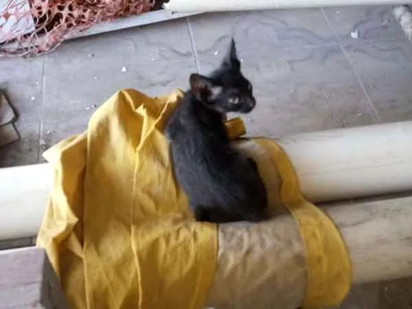 Gato ra a SRD idade 2 a 6 meses nome Petinho