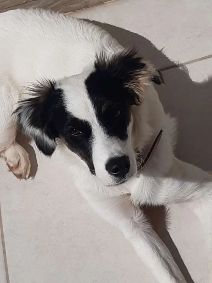 Cachorro ra a Misturada idade 2 a 6 meses nome Gaia