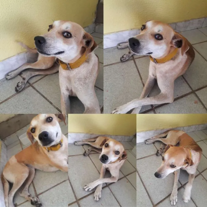 Cachorro ra a vira-lata idade 2 anos nome Ayla 