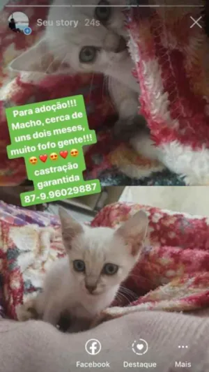 Gato raça Branco idade Abaixo de 2 meses nome Gatinho