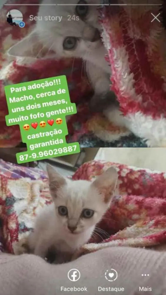 Gato ra a Branco idade Abaixo de 2 meses nome Gatinho