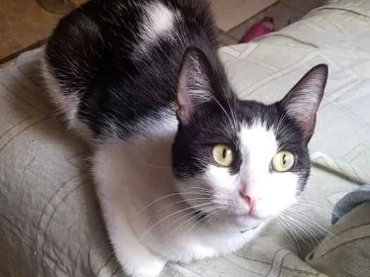 Gato ra a Não definida  idade 1 ano nome Estrela,mingau