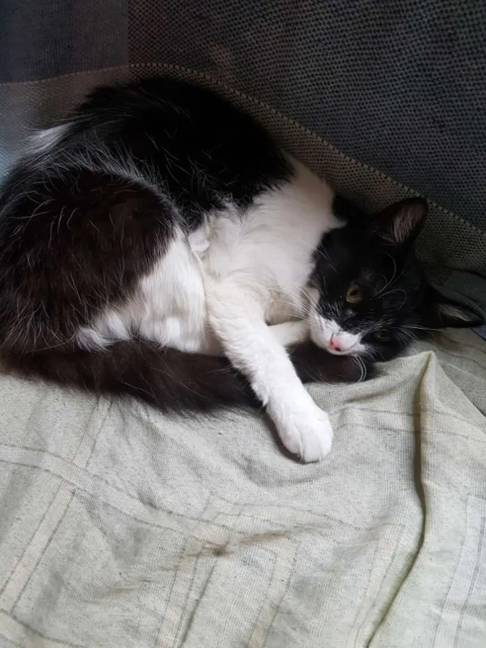 Gato ra a Não definida  idade 1 ano nome Estrela,mingau