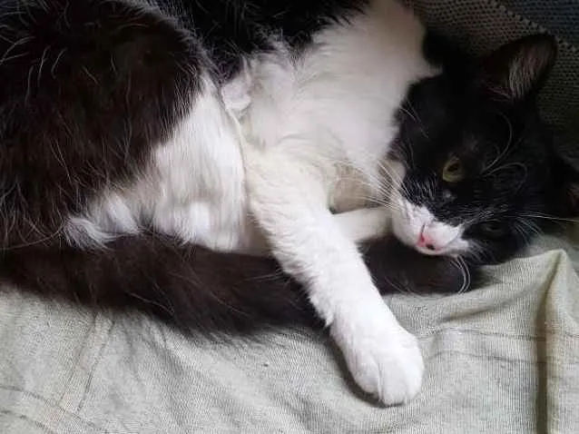 Gato ra a Não definida  idade 1 ano nome Estrela,mingau