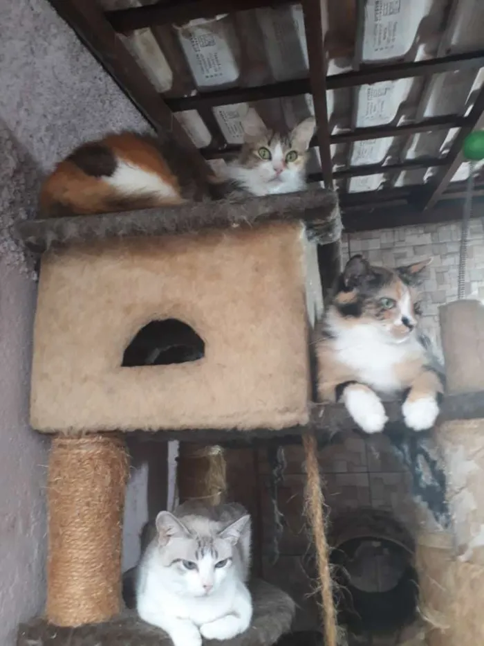 Gato ra a Main coon  idade 1 ano nome Cristal 
