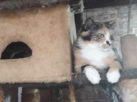 Gato ra a Main coon  idade 1 ano nome Cristal 