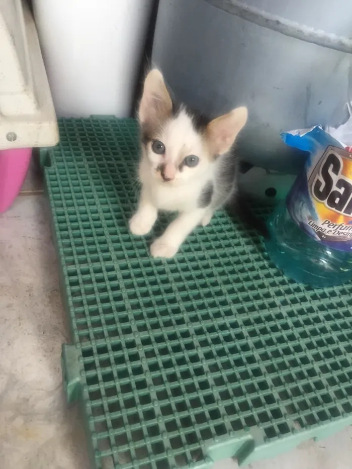 Gato ra a De rua idade Abaixo de 2 meses nome Nenhum