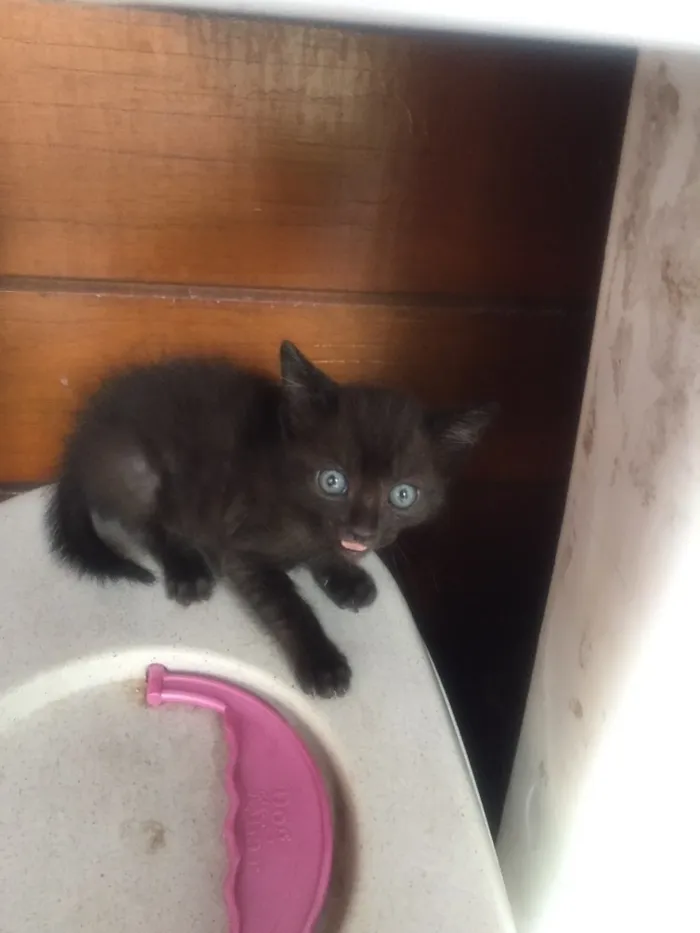 Gato ra a De rua idade Abaixo de 2 meses nome Nenhum