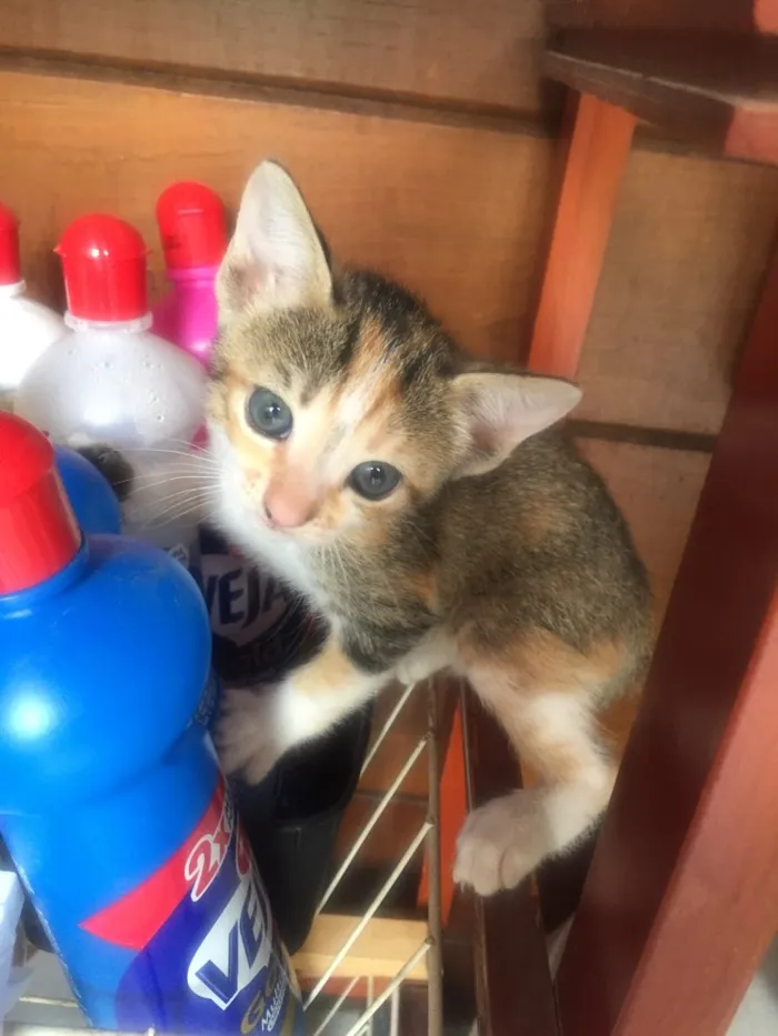 Gato ra a De rua idade Abaixo de 2 meses nome Nenhum