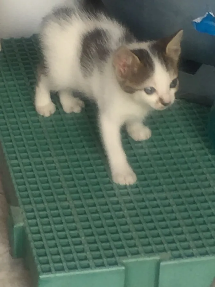 Gato ra a De rua idade Abaixo de 2 meses nome Nenhum
