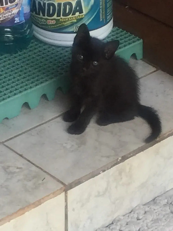 Gato ra a De rua idade Abaixo de 2 meses nome Nenhum