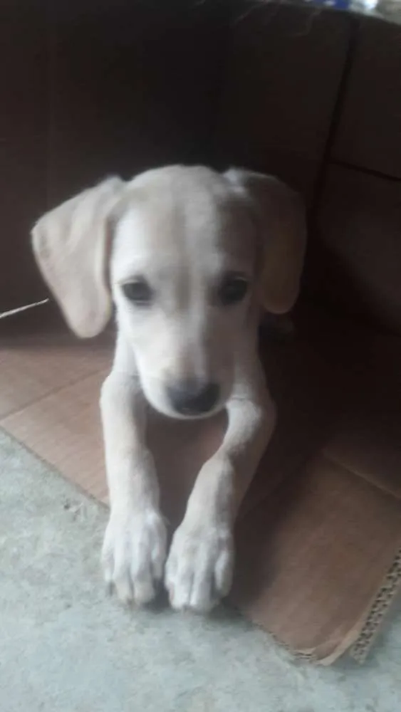 Cachorro ra a RND idade 2 a 6 meses nome sem nome