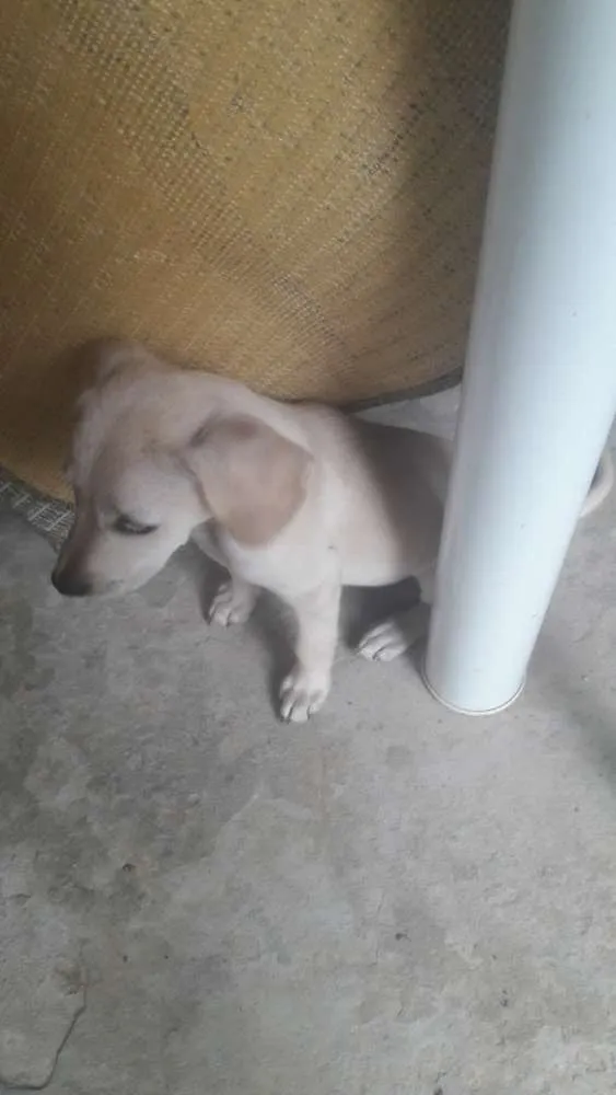 Cachorro ra a RND idade 2 a 6 meses nome sem nome