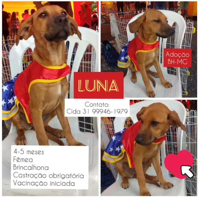 Cachorro raça SRD idade 2 a 6 meses nome Luna