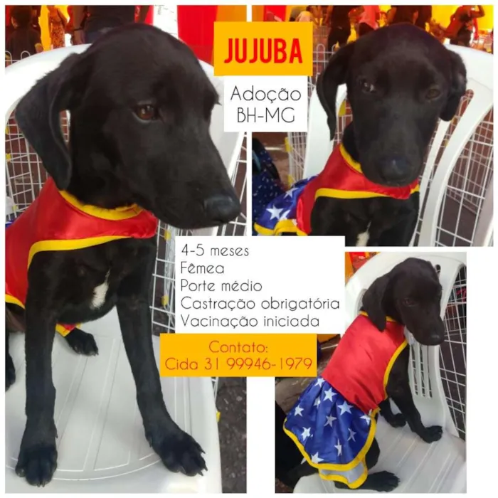 Cachorro raça SRD idade 2 a 6 meses nome Jujuba