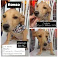 Romeo