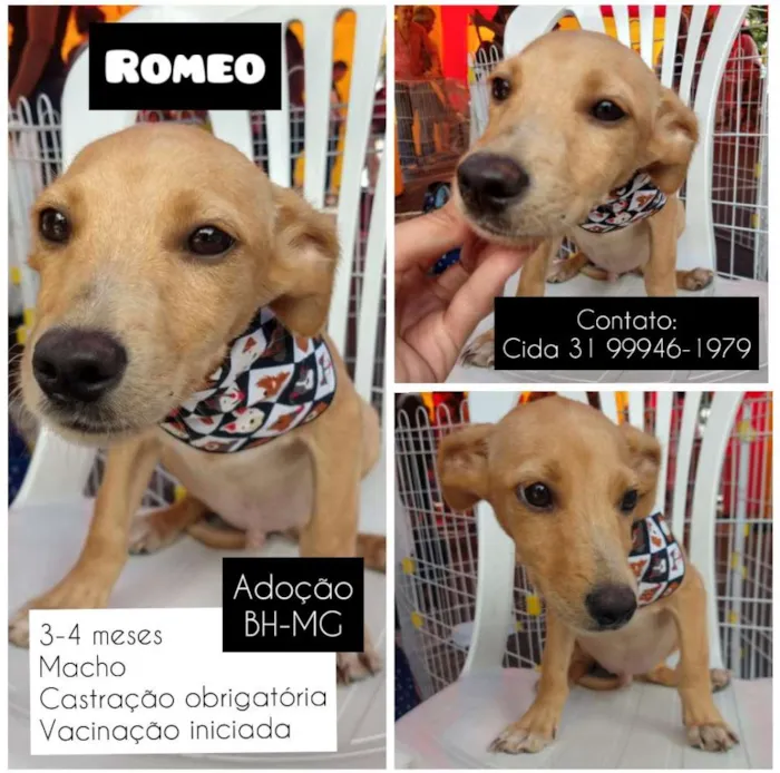 Cachorro raça SRD idade 2 a 6 meses nome Romeo