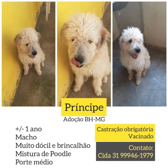 Cachorro raça Mix de poodle SRD idade 1 ano nome Príncipe 