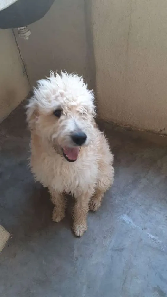 Cachorro raça Mix de poodle SRD idade 1 ano nome Príncipe 