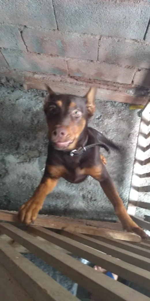 Cachorro raça Mestiço labrador idade 2 a 6 meses nome Hulk