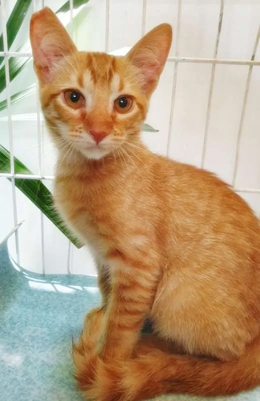 Gato ra a SRD idade 2 a 6 meses nome LEON LARANJA