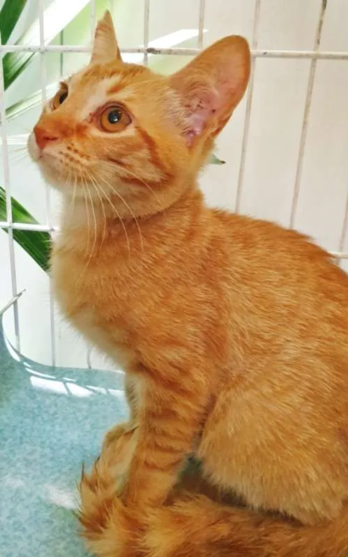 Gato ra a SRD idade 2 a 6 meses nome LEON LARANJA