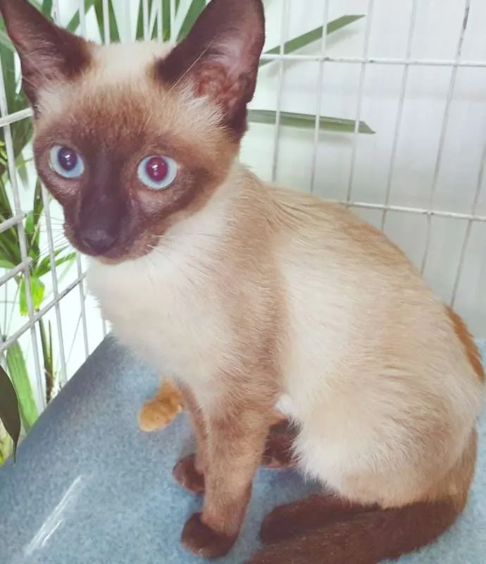 Gato ra a SRD/SIAMESA idade 2 a 6 meses nome SISSI SIAMESA