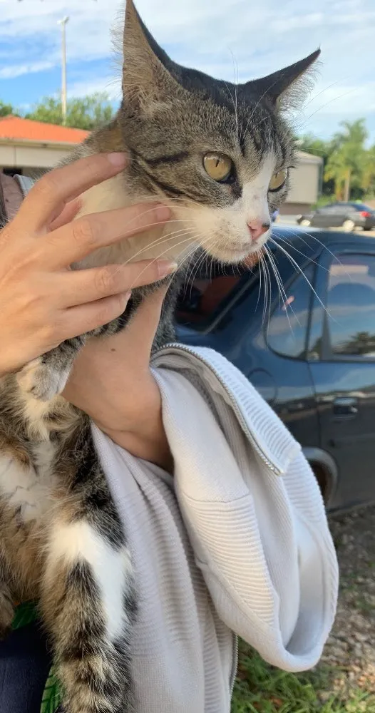 Gato ra a SRD idade 7 a 11 meses nome Júnior 